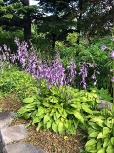 ムラサキの花のギボウシ