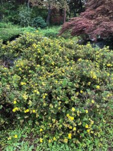 黄色い花のキンロバイ