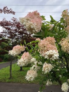 ピンク色が多くなってきたミナヅキ