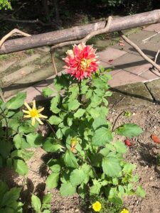 黄色の菊のようなダリアと赤いダリア
