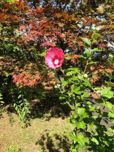 赤い花のムクゲ