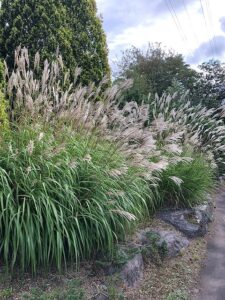 秋を感じるススキ