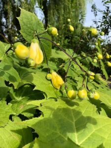 黄色い花のキレンゲショウマ1