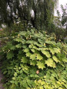 キレンゲショウマ2