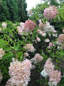 ピンク色に変化したミナズキ