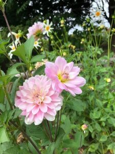 ピンク色のダリア