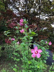 ピンク色の花のムクゲ