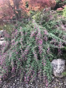 小さいピンク色の花のミヤギノハギ