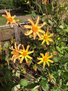 オレンジ色のダリア