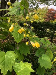 黄色い花のキレンゲショウマ