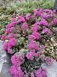 ピンク色の花のヒダカミセバヤ