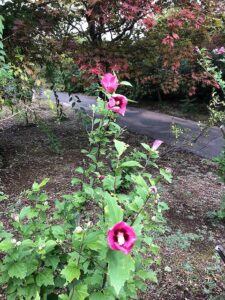 ピンク色の花のムクゲ