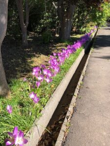 ピンク色のイヌサフラン