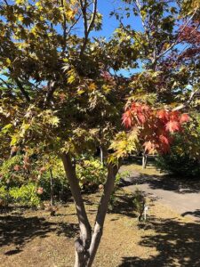 少し赤くなってきたモミジ