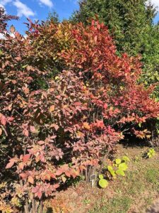 葉が赤く色付いてきたナツハゼ