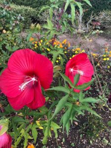 赤い花のタイタンビカス