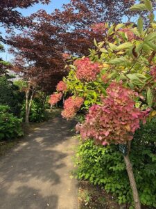 ピンクが濃いミナズキ