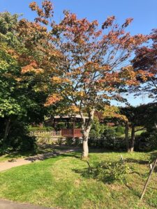 少しオレンジ色になってきたヤマモミジ