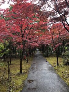 少し赤いノムラモミジ