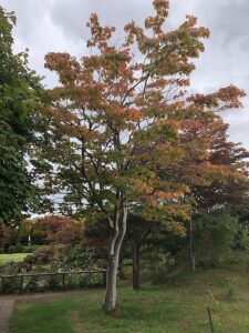 少しオレンジのヤマモミジ