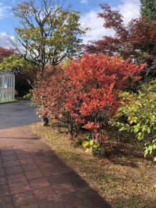 赤い葉のナツハゼ