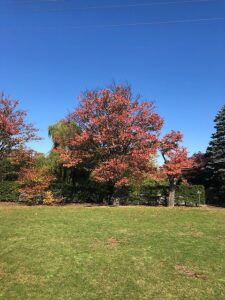 芝生広場の紅葉