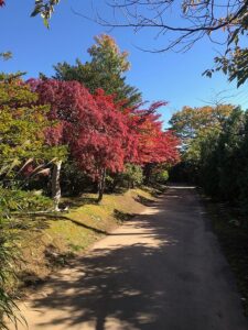 園路の紅葉1