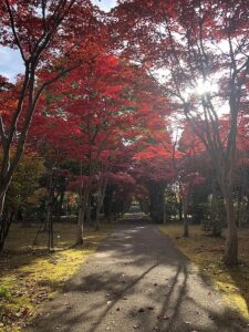 紅葉並木の紅葉2