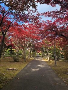 紅葉並木の紅葉1