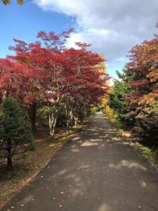 園路の紅葉1