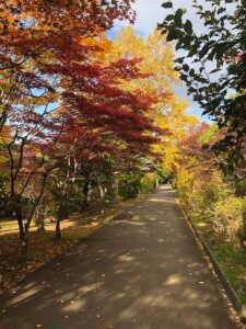 園路の紅葉2