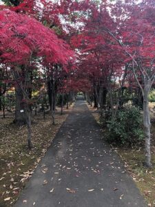 紅葉並木2