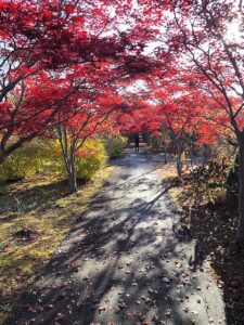 紅葉並木1