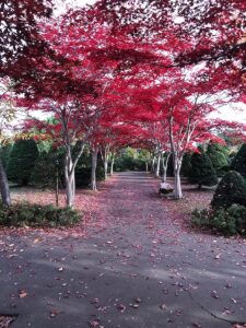 紅葉並木