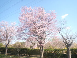 満開のエゾヤマザクラ