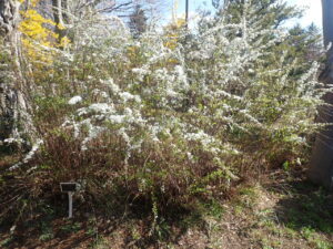 白い花のユキヤナギ