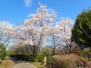 満開のソメイヨシノ1