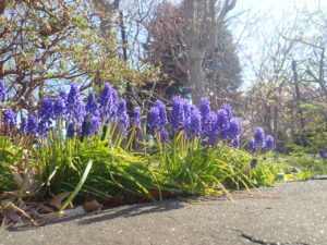 紫色のムスカリ