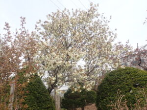 淡い緑色のサトザクラのウコン