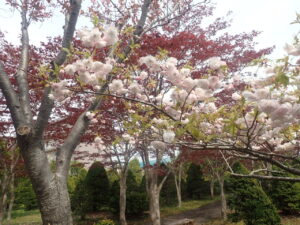 白い花のフゲンゾウ