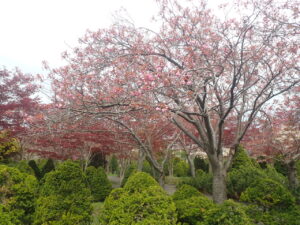 咲き始めた八重桜