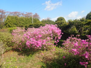 ピンクの花のヨドガワツツジ