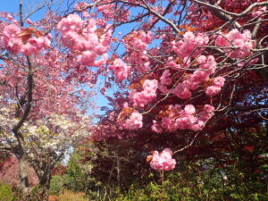ピンク色の八重桜