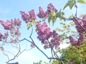 紫色のライラック