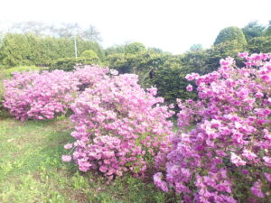ピンクの花のヨドガワツツジ