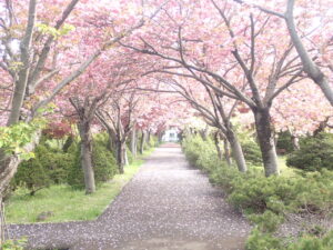 散り始めたサクラ並木