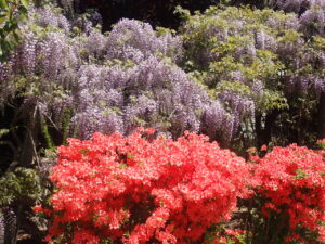 フジとオレンジのツツジ