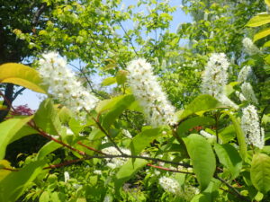 白い花のウワミズザクラ