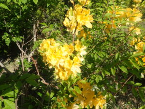 黄色い花のキレンゲツツジ1