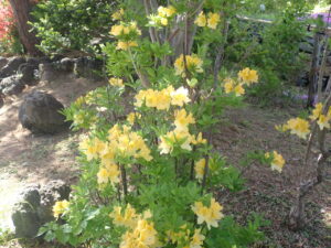 キレンゲツツジ2